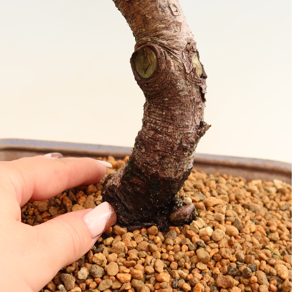Venkovní bonsai - Pinus mugo Humpy  - Borovice kleč