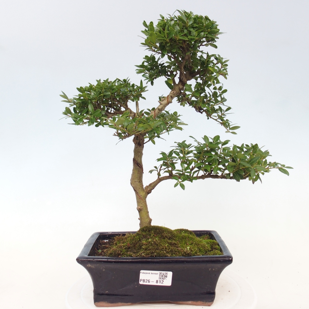 Pokojová bonsai - Ilex crenata - Cesmína