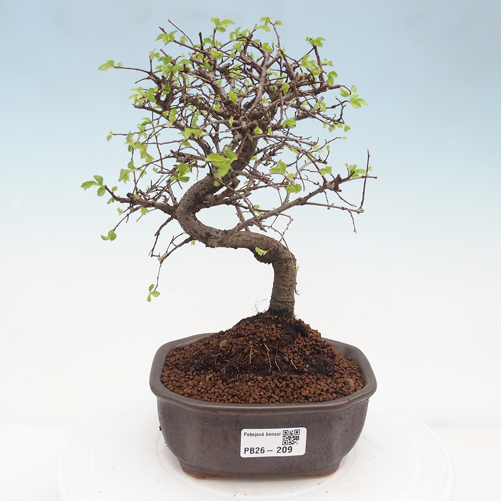 Pokojová bonsai - Ulmus parvifolia - Malolistý jilm