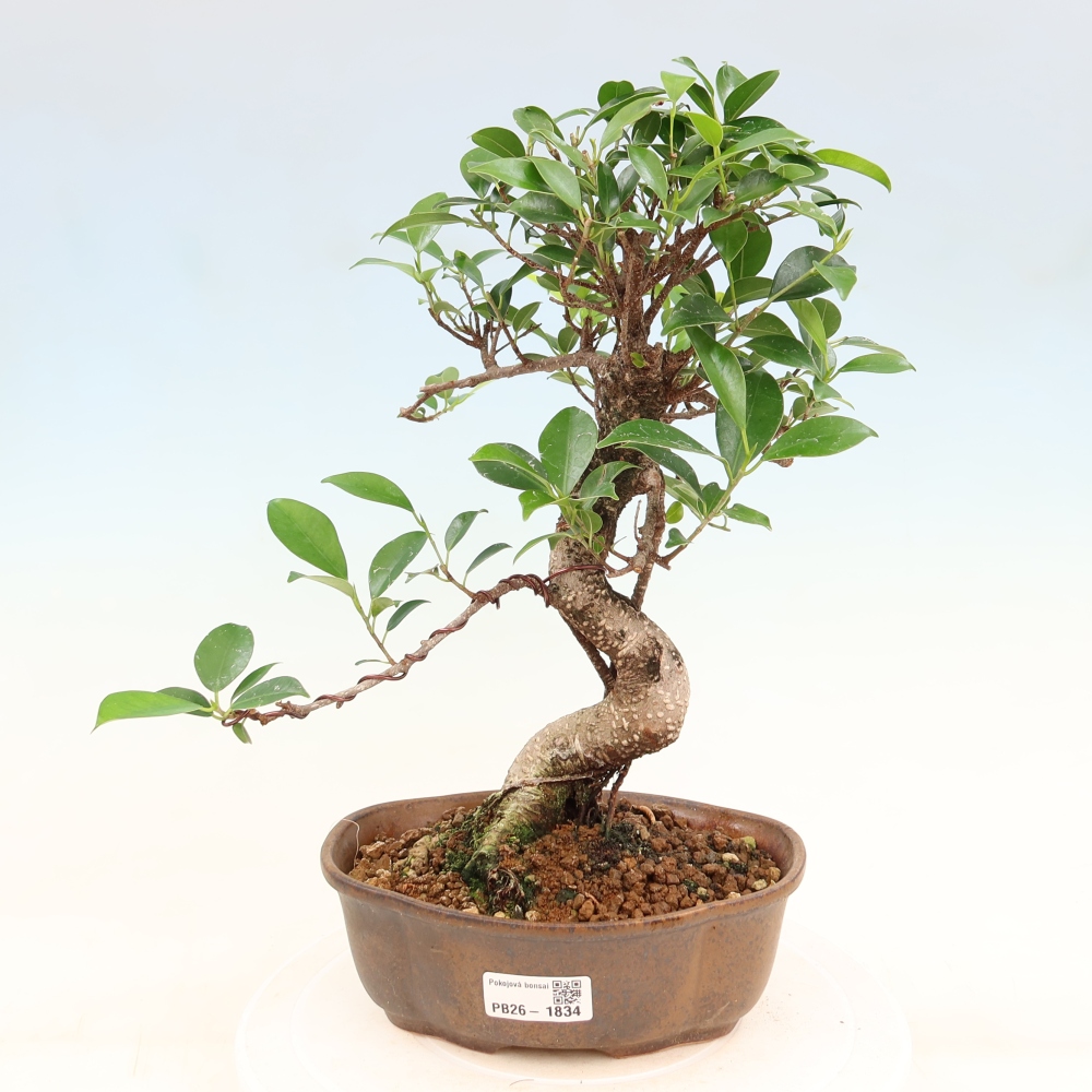 Pokojová bonsai - Ficus retusa -  malolistý fíkus