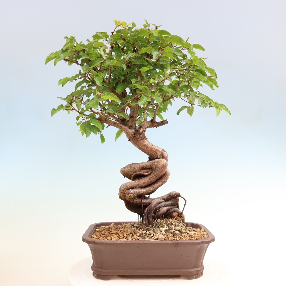 Venkovní bonsai -Carpinus coreana - Habr korejský