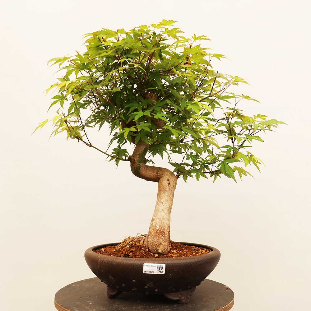 Venkovní bonsai - Javor palmatum  - Javor dlanitolistý