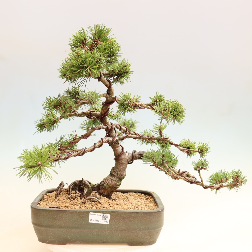 Venkovní bonsai - Pinus mugo Humpy  - Borovice kleč