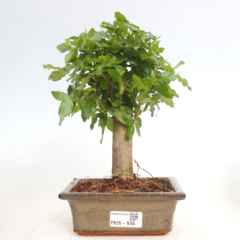 Pokojová bonsai -Ligustrum chinensis - Ptačí zob