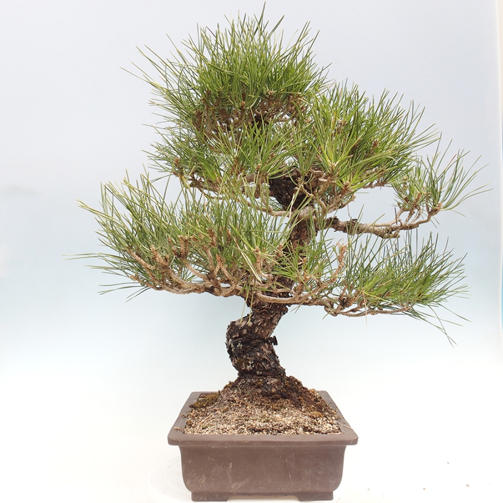 Venkovní bonsai - Pinus thunbergii - Borovice thunbergova