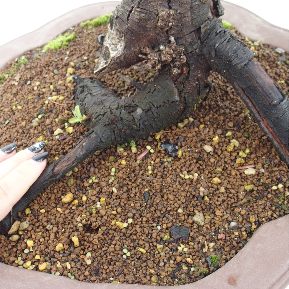 Venkovní bonsai - Prunus spinosa - trnka