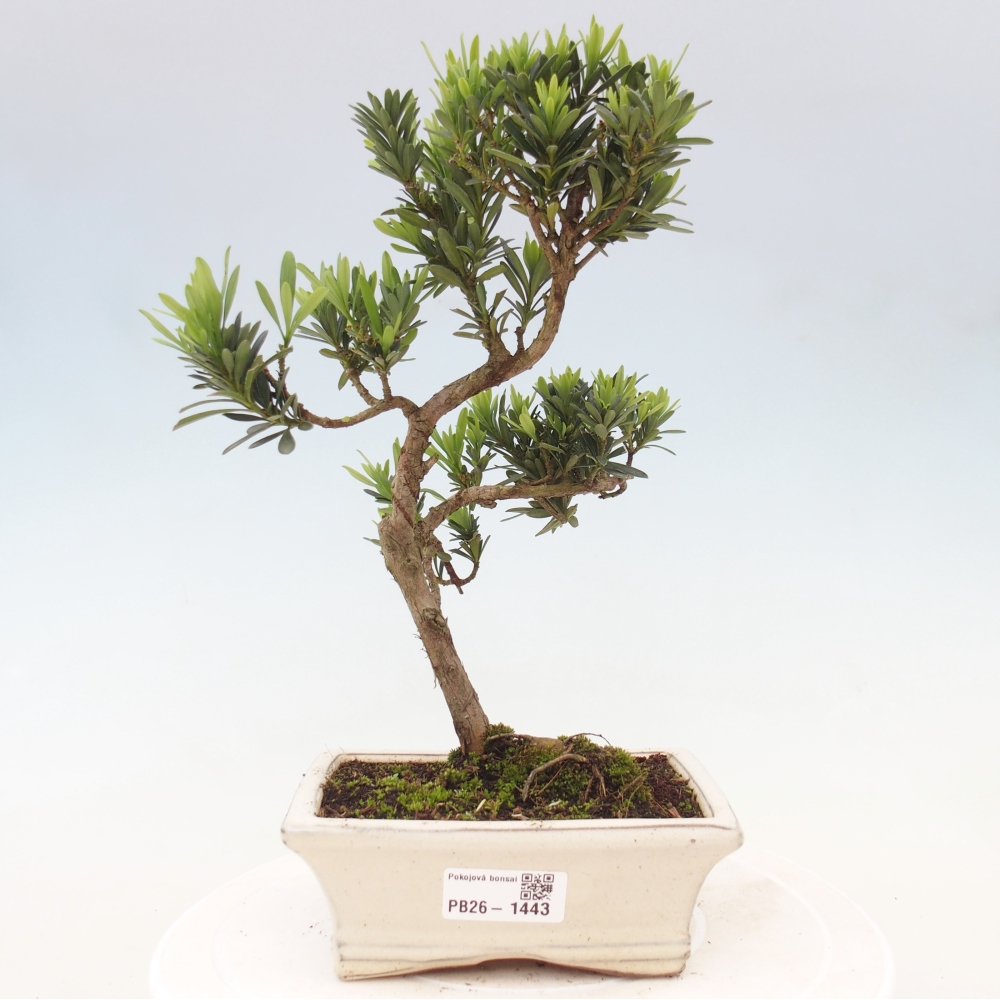Pokojová bonsai - Podocarpus - Kamenný tis