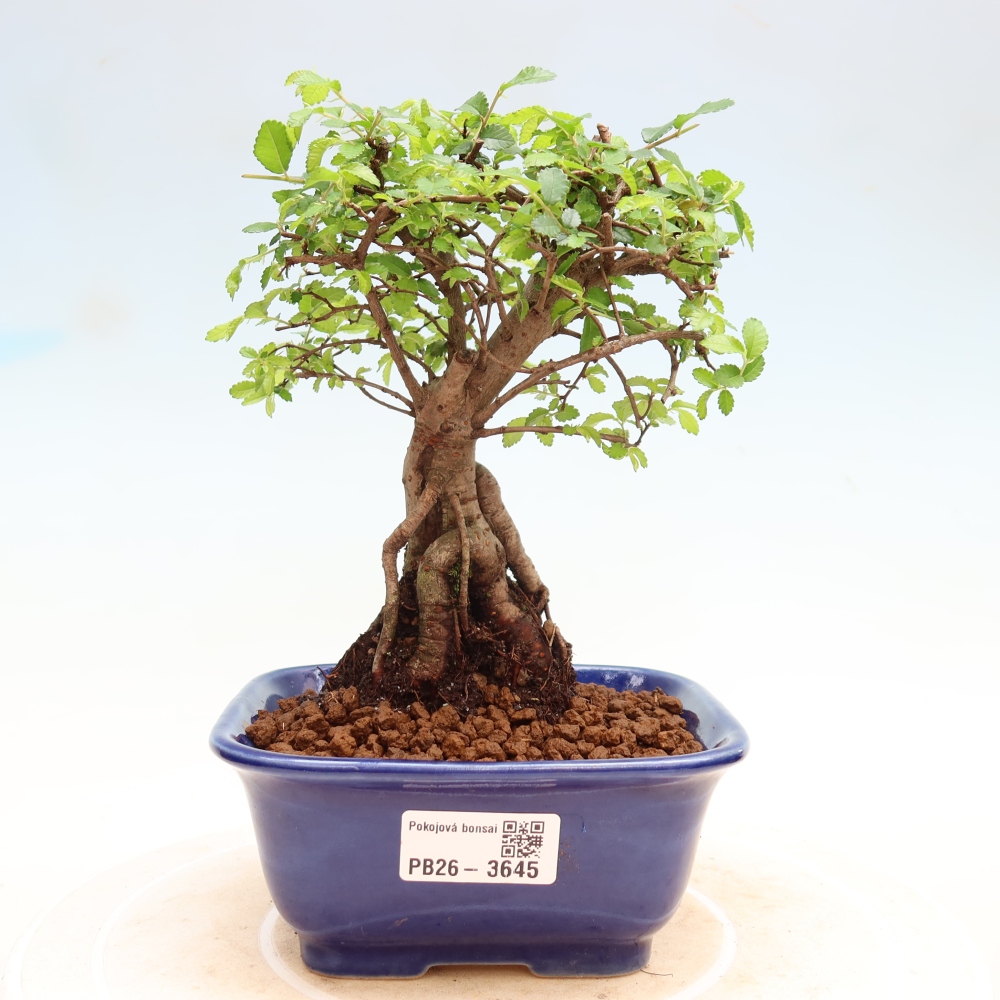 Pokojová bonsai - Ulmus parvifolia - Malolistý jilm