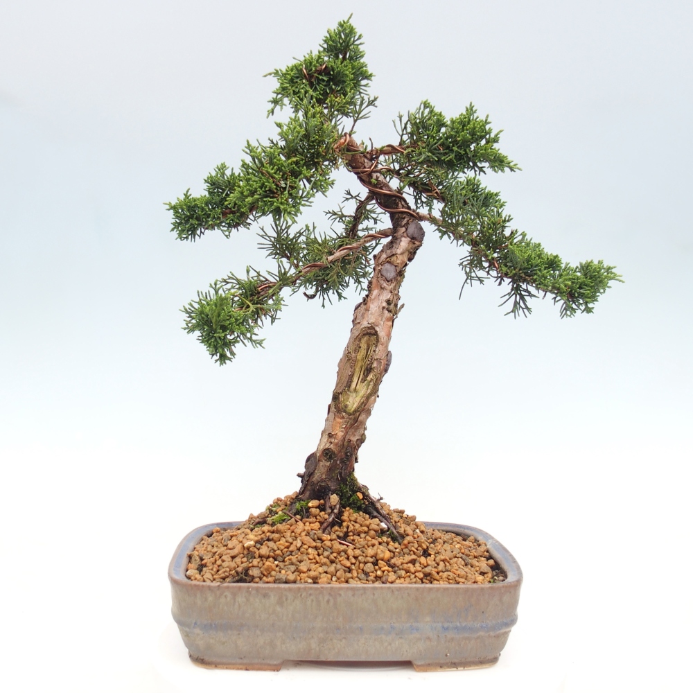 Venkovní bonsai - Juniperus chinensis Kishu -Jalovec čínský
