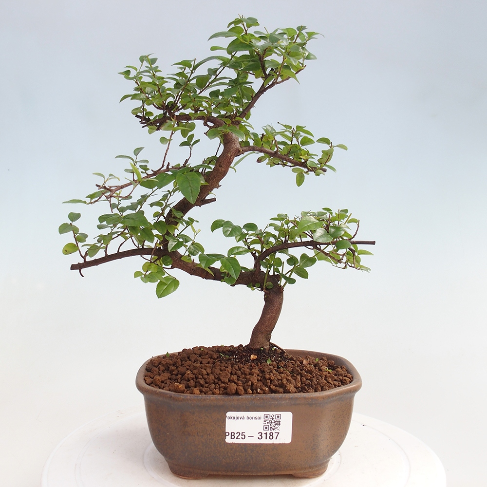 Pokojová bonsai - Sagerécie thea - Sagerécie thea