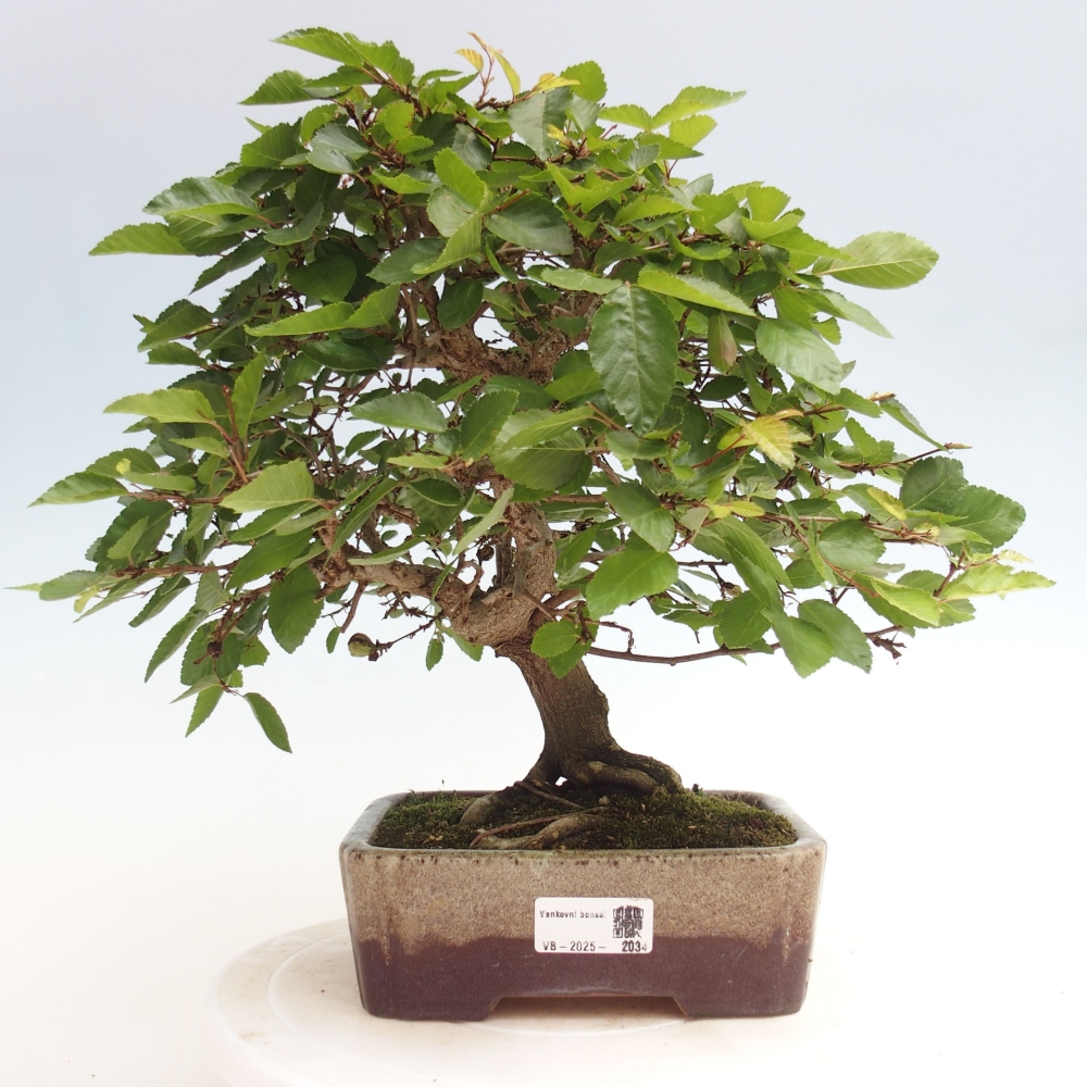 Venkovní bonsai -Carpinus CARPINOIDES - Habr korejský