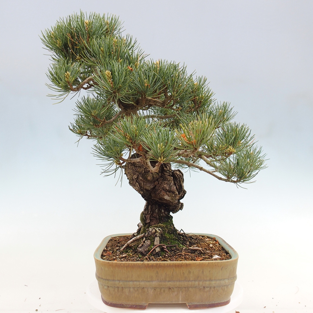 Venkovní bonsai - Pinus parviflora - Borovice drobnokvětá