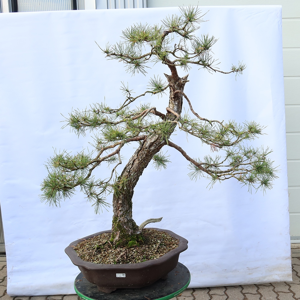 Pinus sylvestris Španělsko - borovice lesní