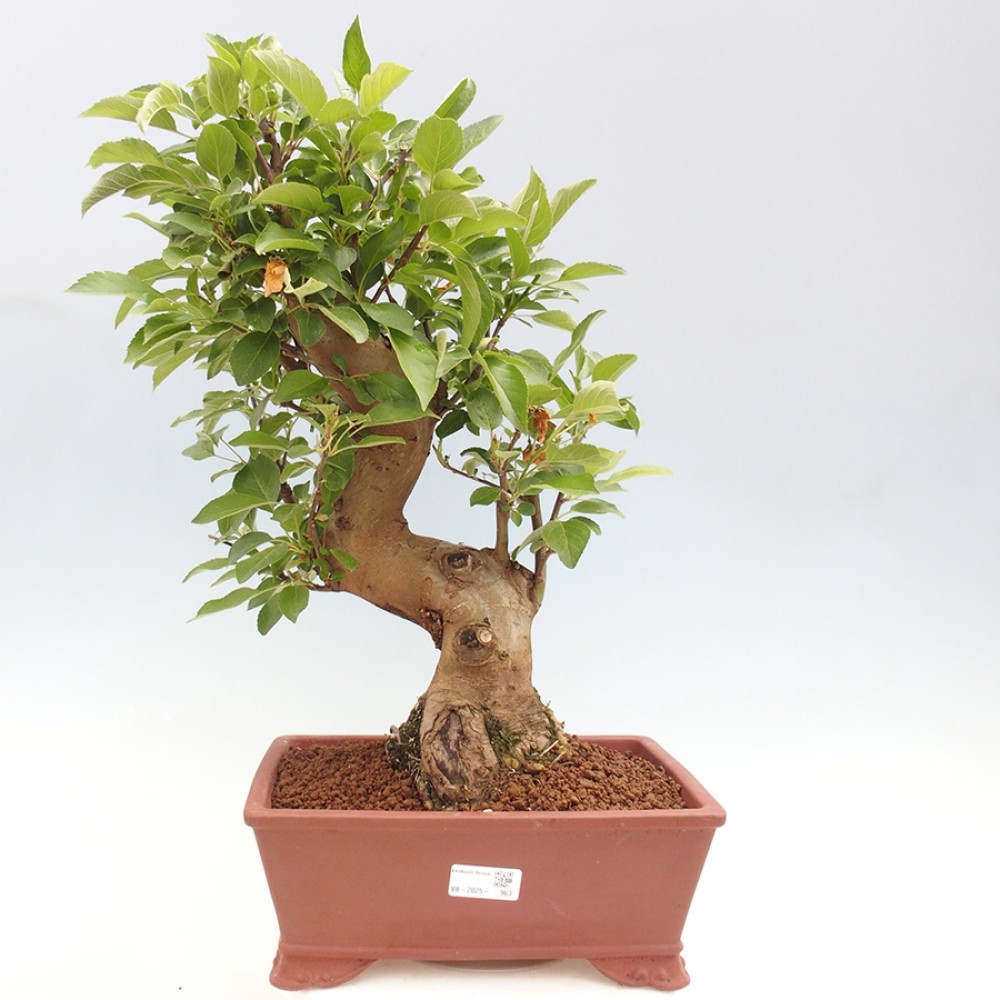Venkovní bonsai -Malus halliana - Maloplodá jabloň