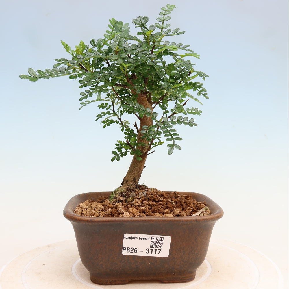 Pokojová bonsai - Zantoxylum piperitum - Pepřovník