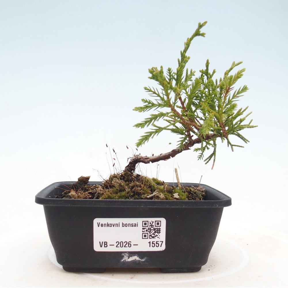 Venkovní bonsai - Juniperus chinensis Itoigawa -Jalovec čínský