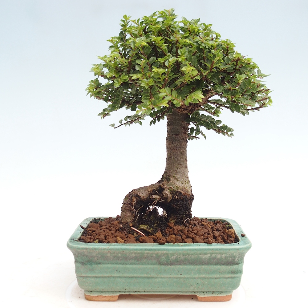 Venkovní bonsai - Ulmus parvifolia Hokkaido - jilm Čínský