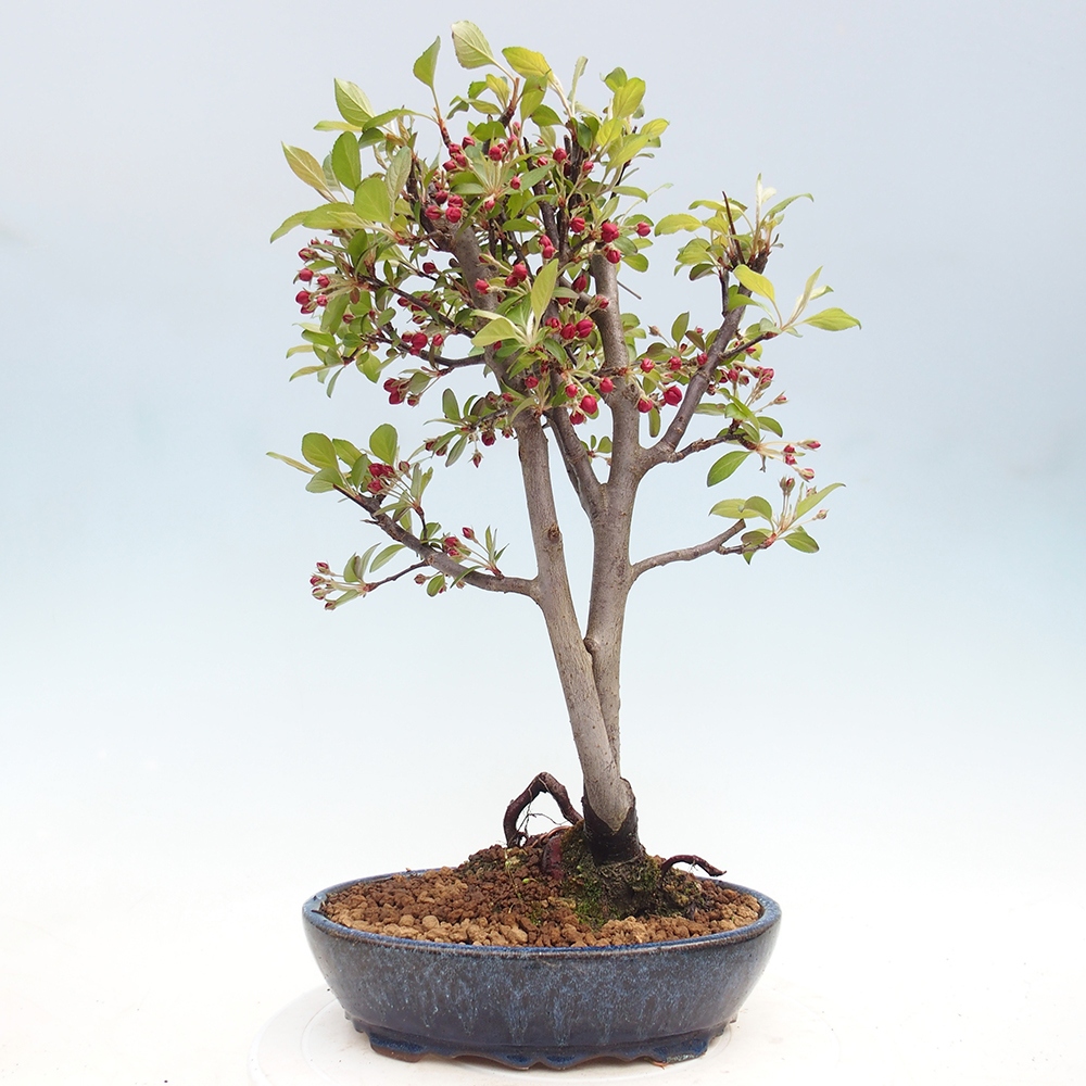Venkovní bonsai -Malus domestica - Maloplodá jabloň červenolistá
