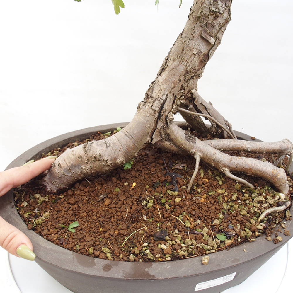 Venkovní bonsai - Hloh - Crataegus monogyna