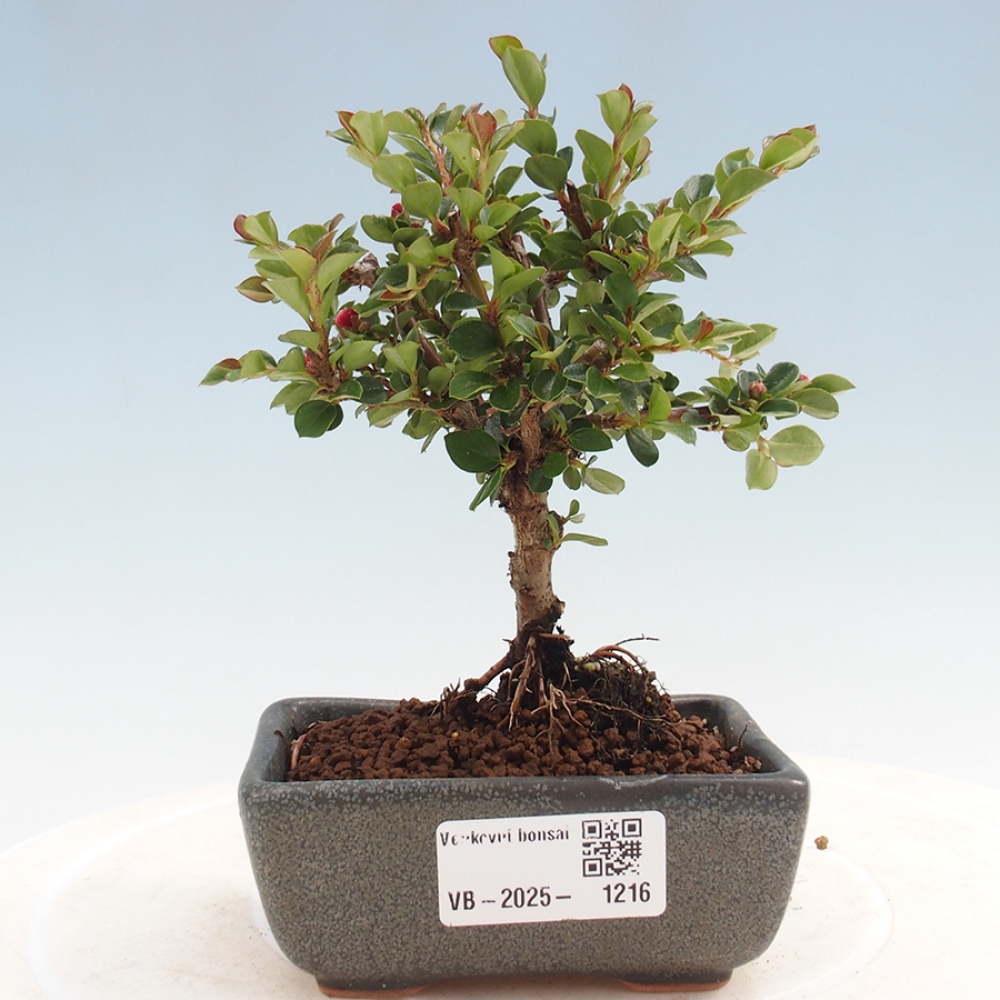 Venkovní bonsai - Cotoneaster horizontalis - Skalník