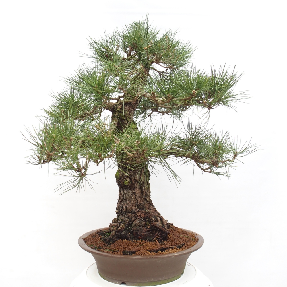 Venkovní bonsai - Pinus thunbergii - Borovice thunbergova