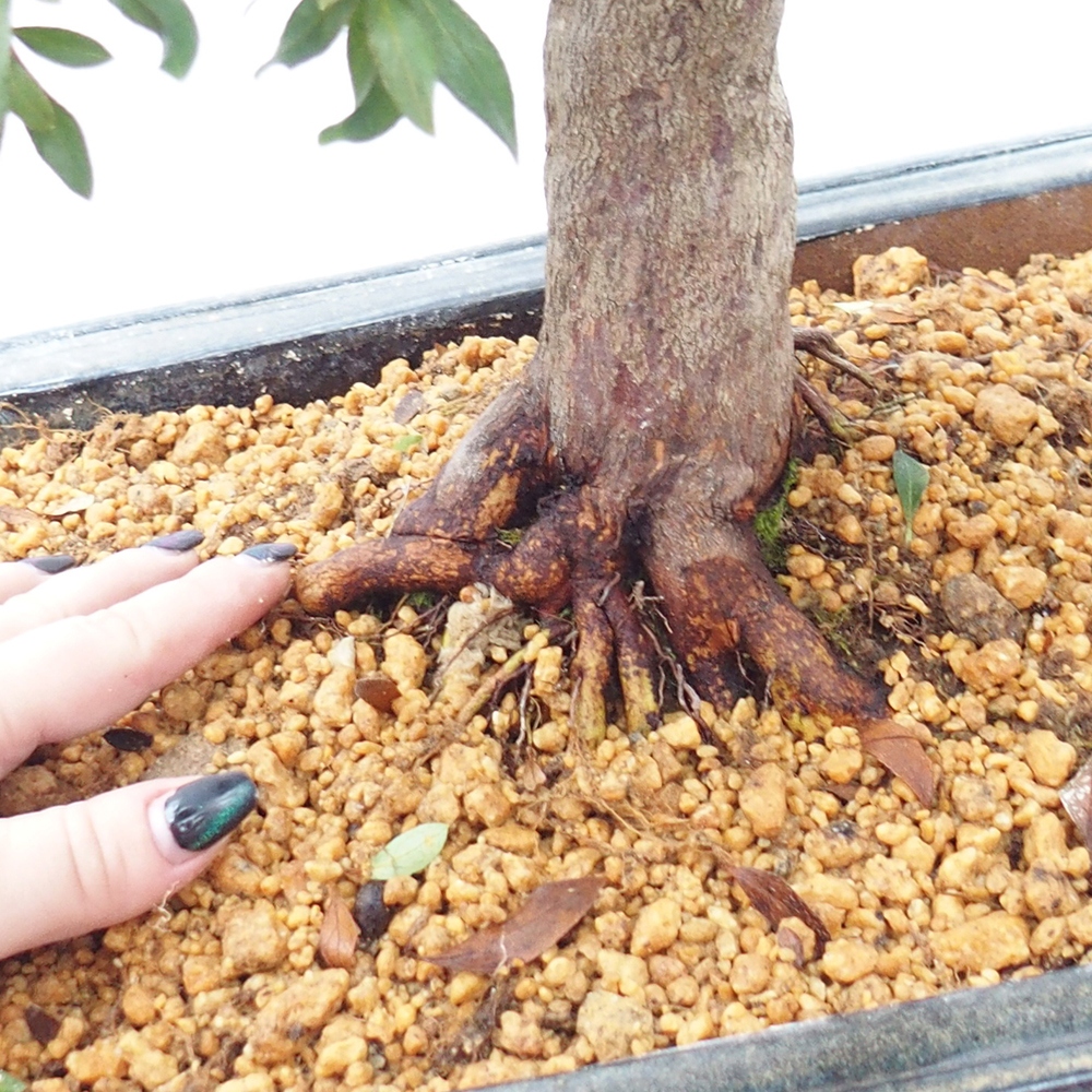 Venkovní bonsai - Japonská azalka - Azalea Chihiro
