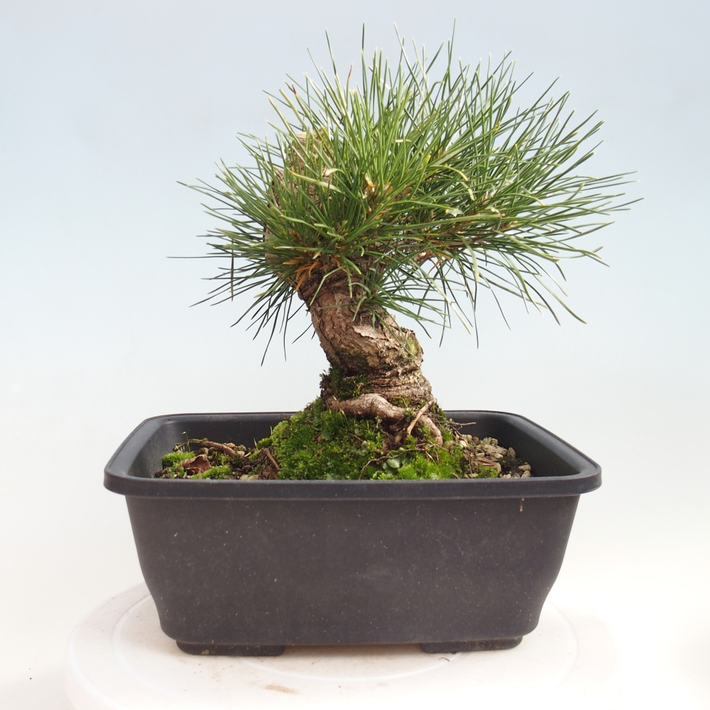 Venkovní bonsai - Pinus thunbergii - Borovice thunbergova