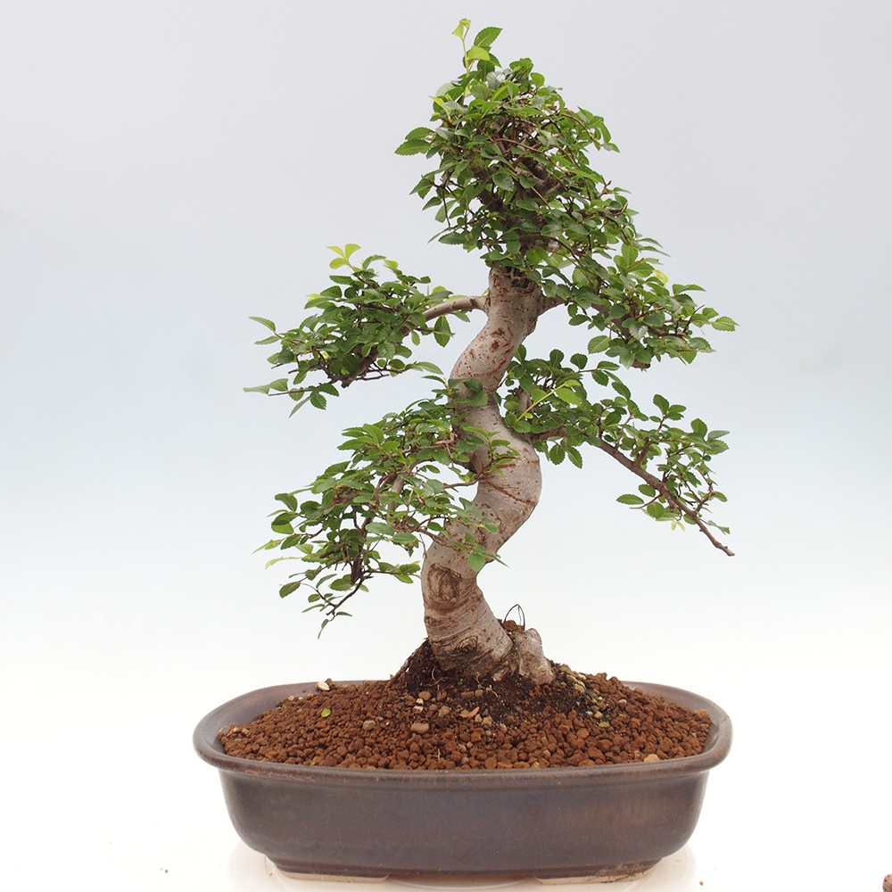 Pokojová bonsai - Ulmus parvifolia - Malolistý jilm