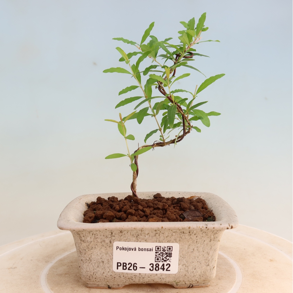 Pokojová bonsai-PUNICA granatum nana-Granátové jablko