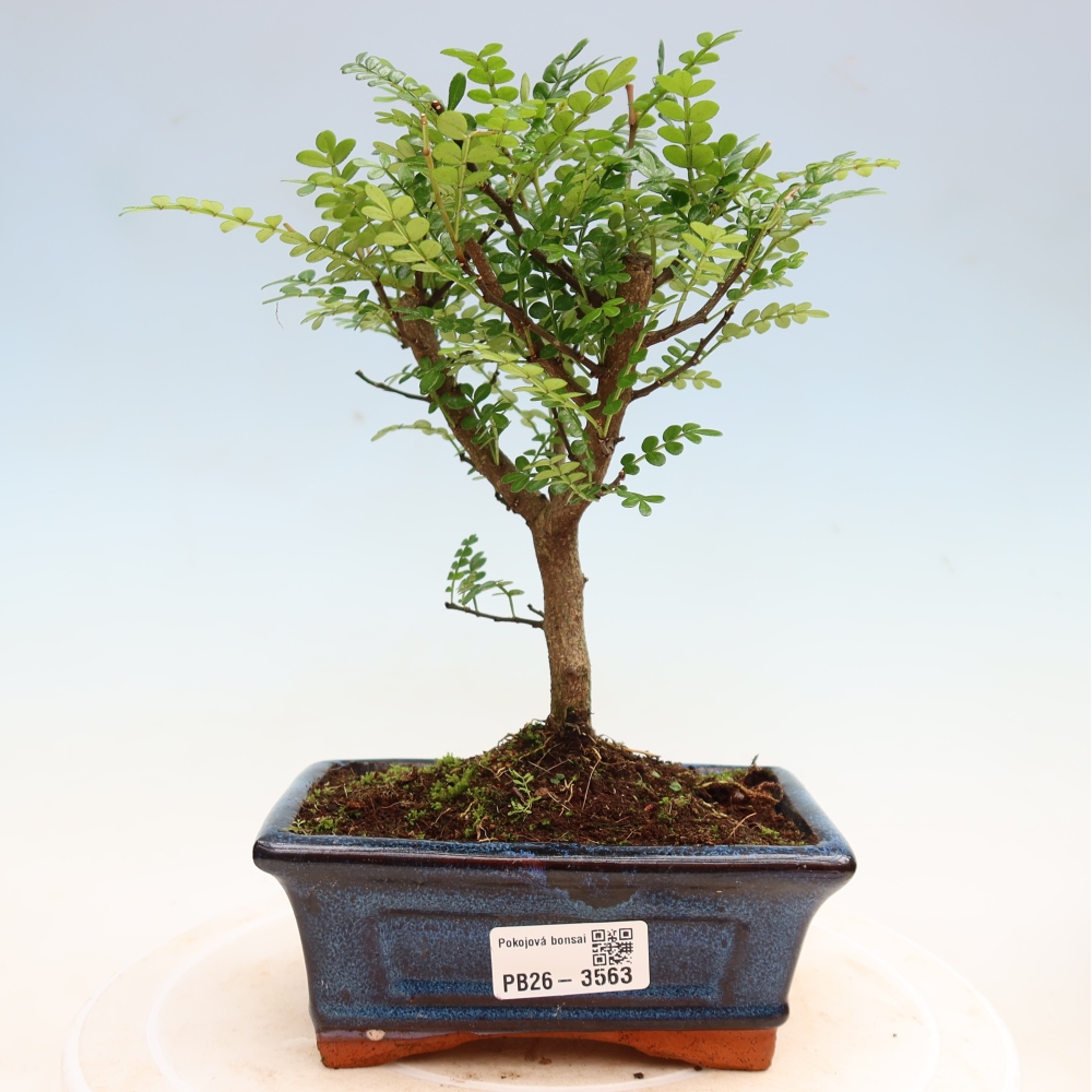 Pokojová bonsai - Zantoxylum piperitum - pepřovník