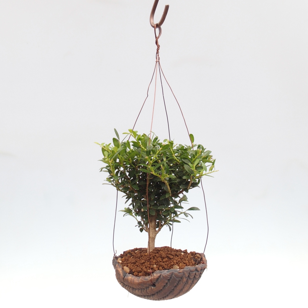 Kokedama v keramice - Ilex crenata - Cesmína