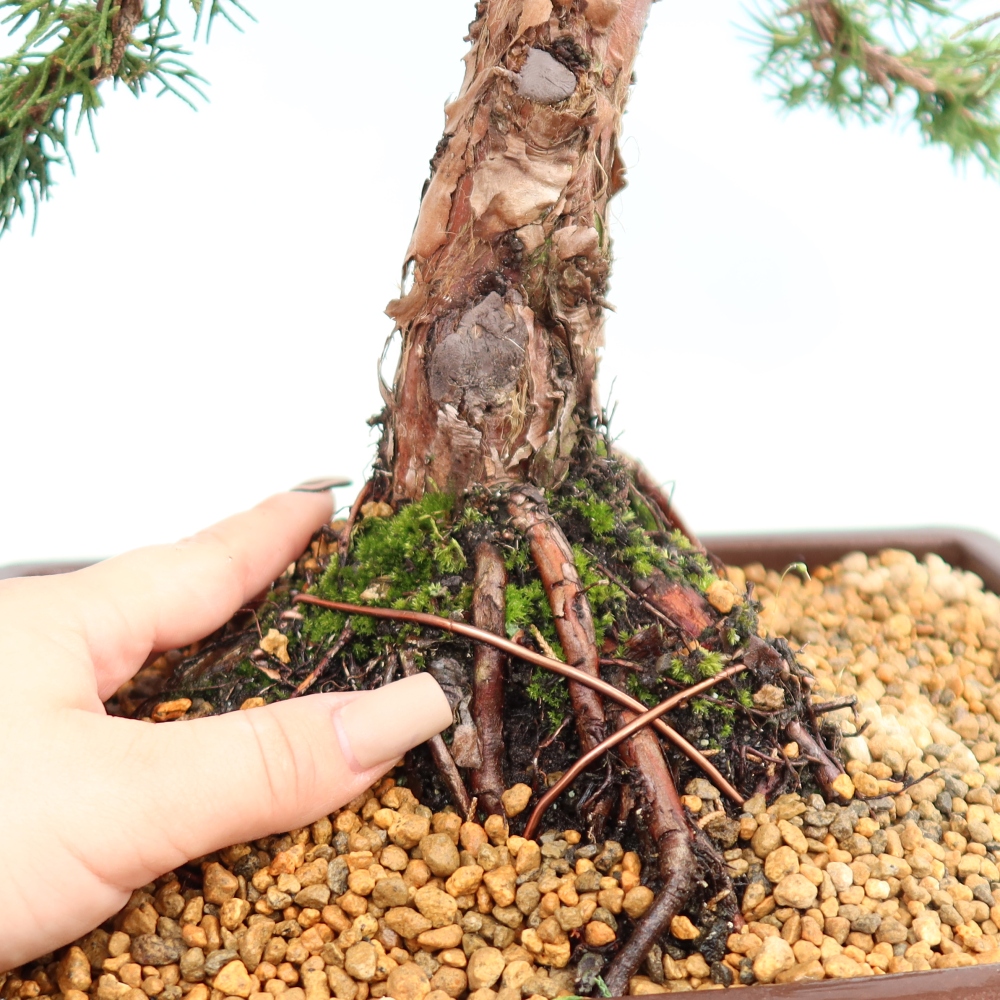 Venkovní bonsai - Juniperus chinensis Kishu -Jalovec čínský