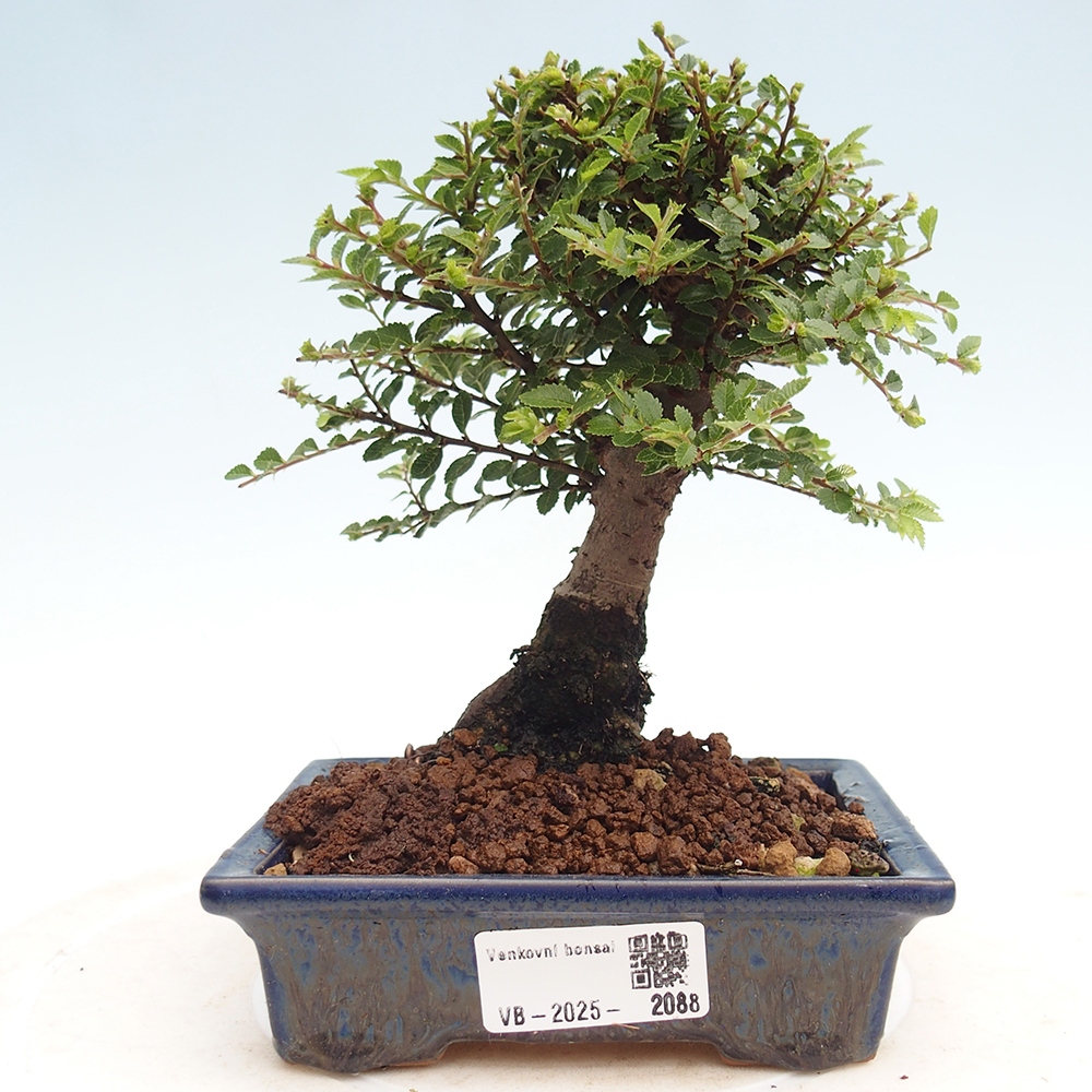 Venkovní bonsai - Ulmus parvifolia Hokkaido - jilm Činski