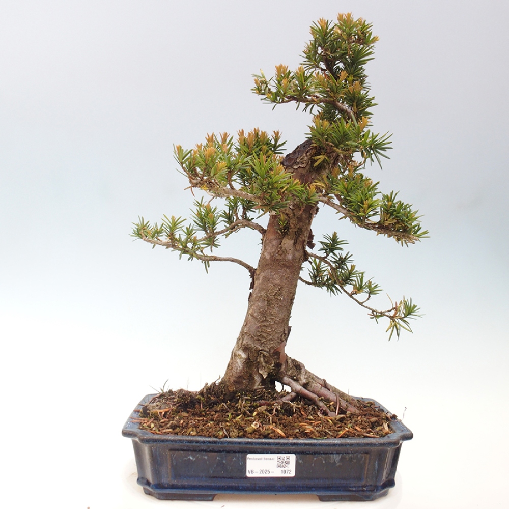 Venkovní bonsai - Taxus cuspidata  - Tis japonský
