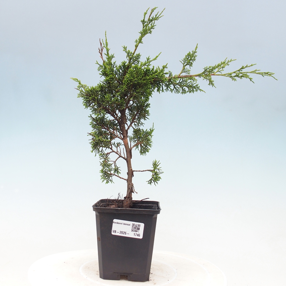 Venkovní bonsai - Juniperus chinensis Itoigawa -Jalovec čínský