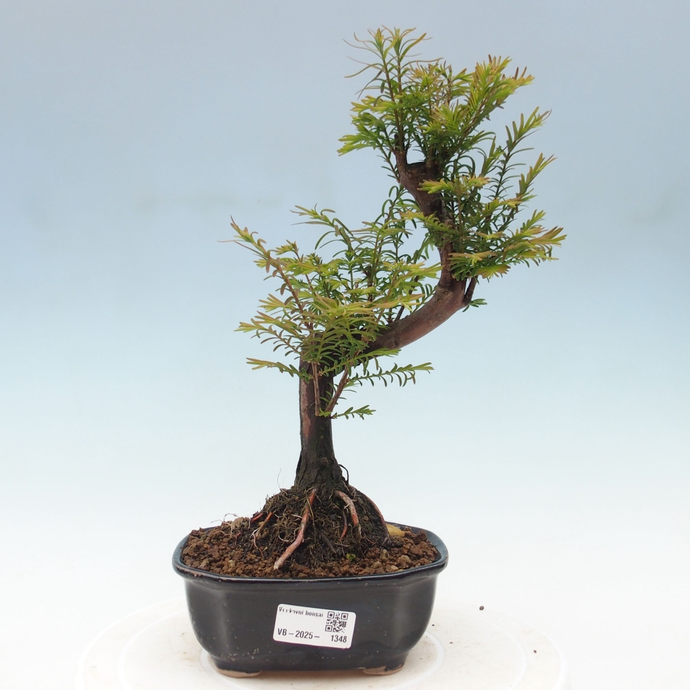 Venkovní bonsai - Metasequoia glyptostroboides - Metasekvoje čínská