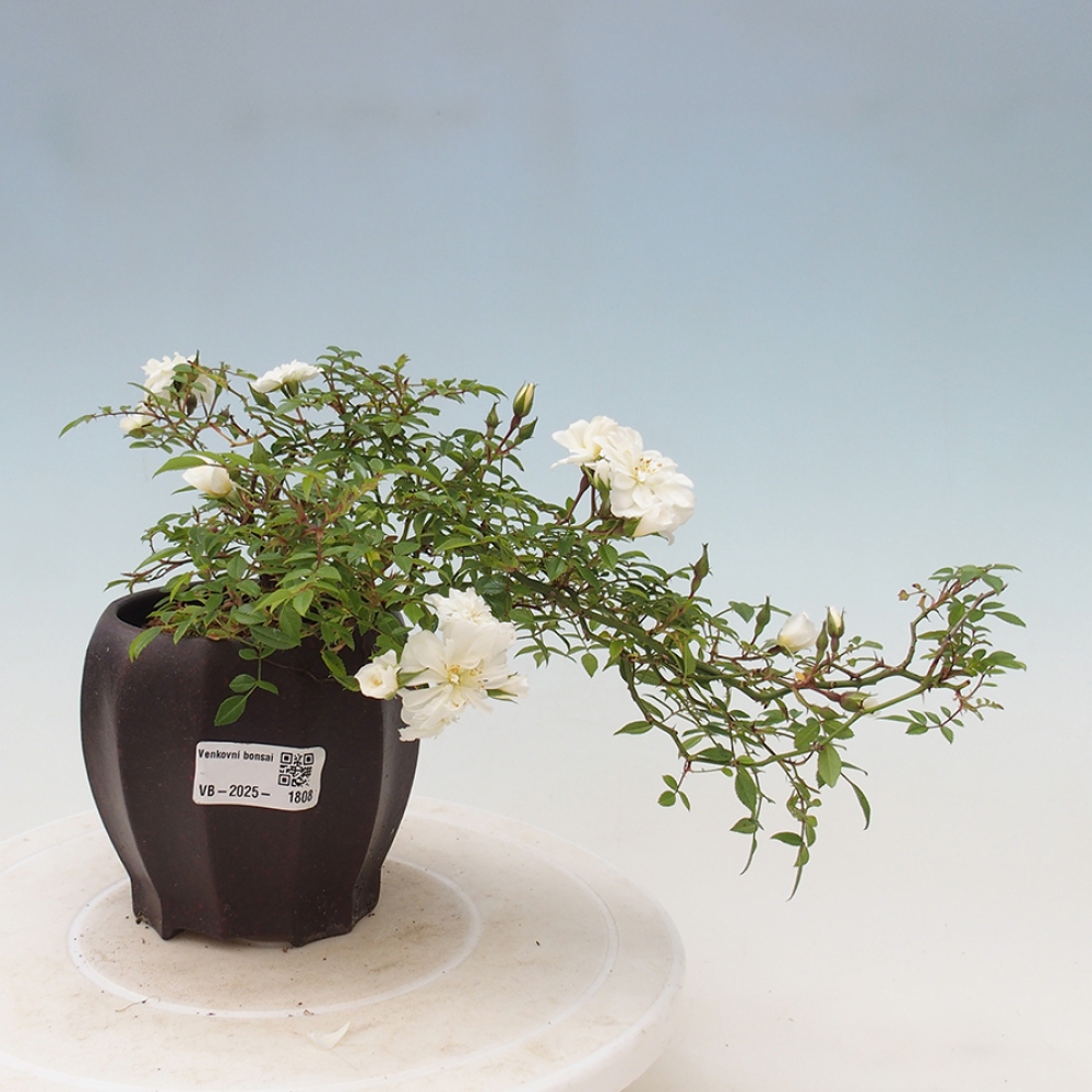 Venkovní bonsai - Rosa Sea Foam -  růže