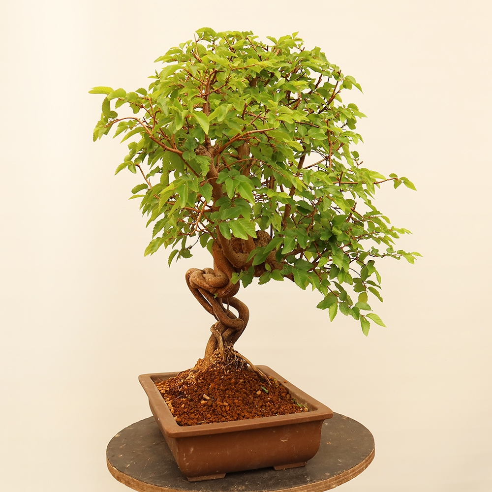 Venkovní bonsai -Carpinus Coreana - Habr korejský