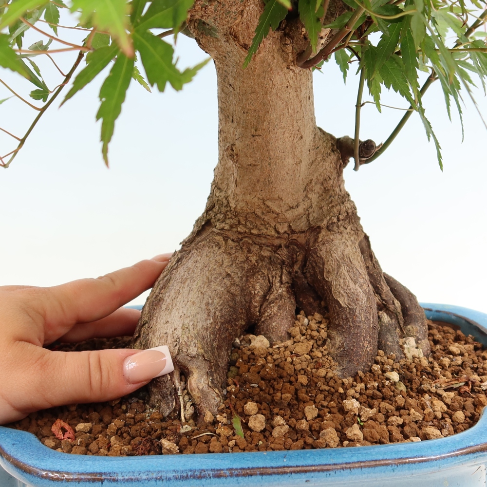 Venkovní bonsai - Javor Burgerův - Acer Burgerianum 