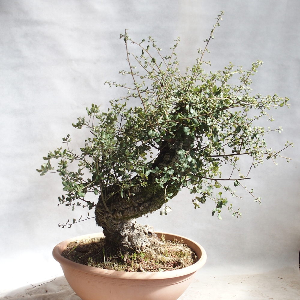 venkovní bonsai Quercus suber - Korkový dub