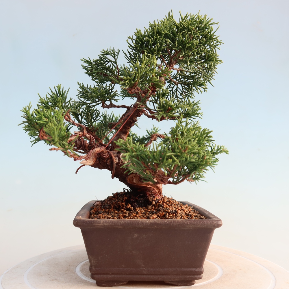 Venkovní bonsai - Juniperus chinensis Itoigawa -Jalovec čínský