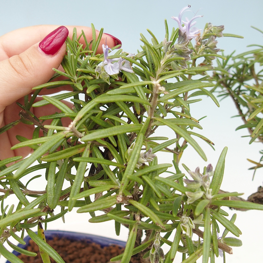 Venkovní bonsai -  Rozmarýn lékařský - Rosmarinus officinalis