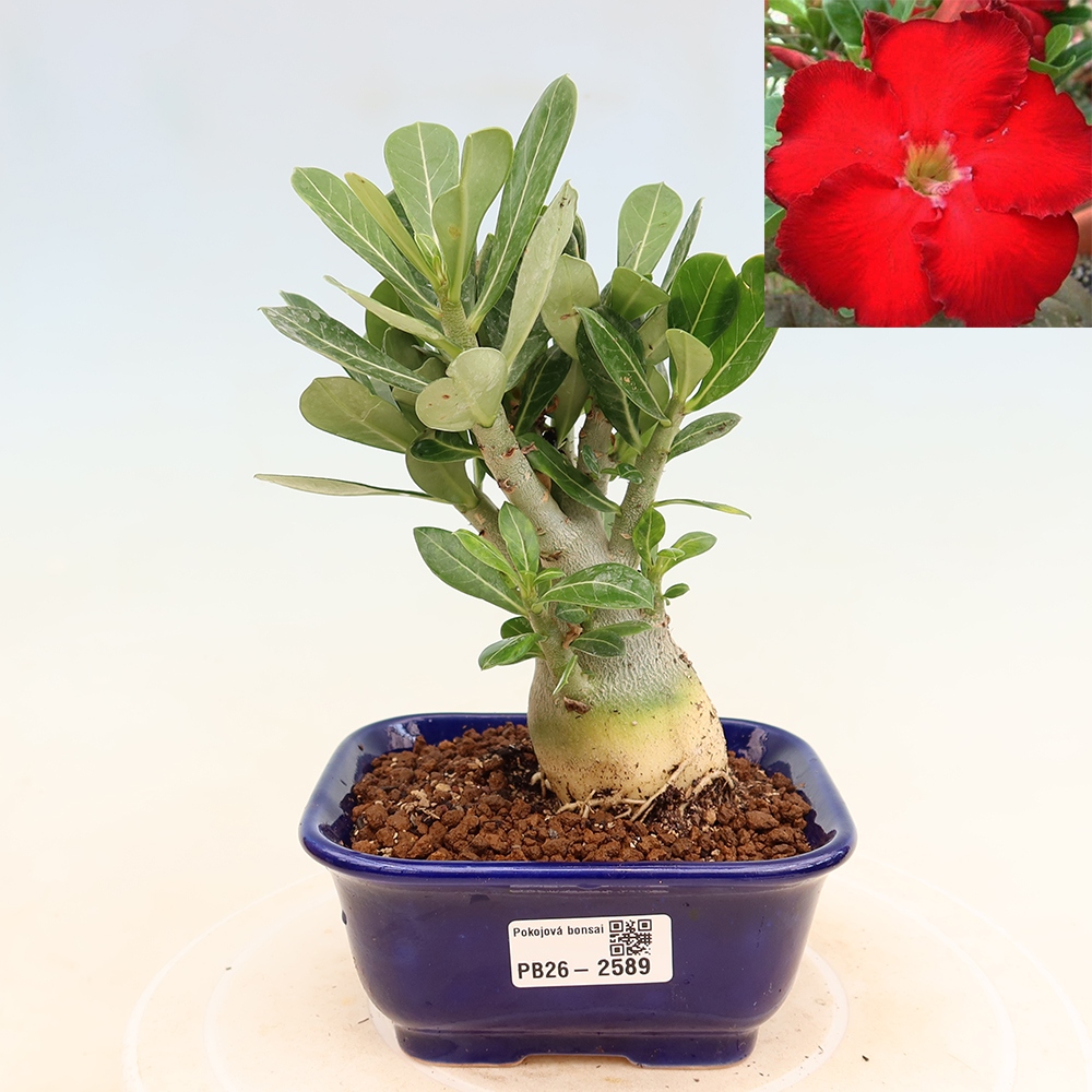 Pokojová bonsai - Adenium obesum Red Star - Pouštní růže