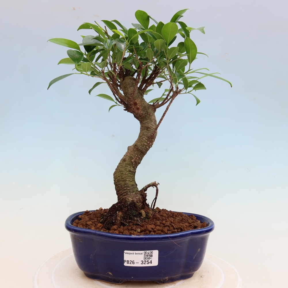 Pokojová bonsai - Ficus kimmen -  malolistý fíkus