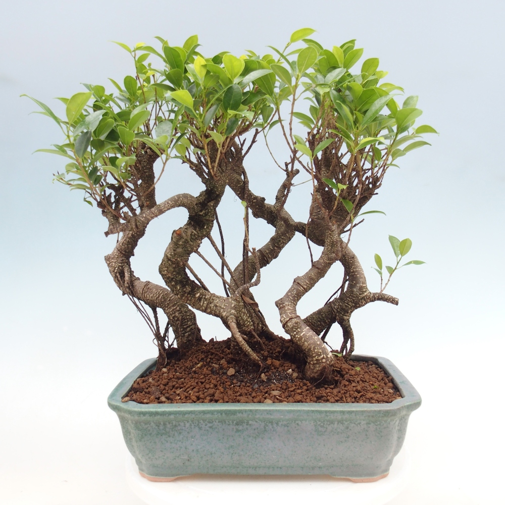 Pokojová bonsai - Ficus kimmen -  malolistý fíkus