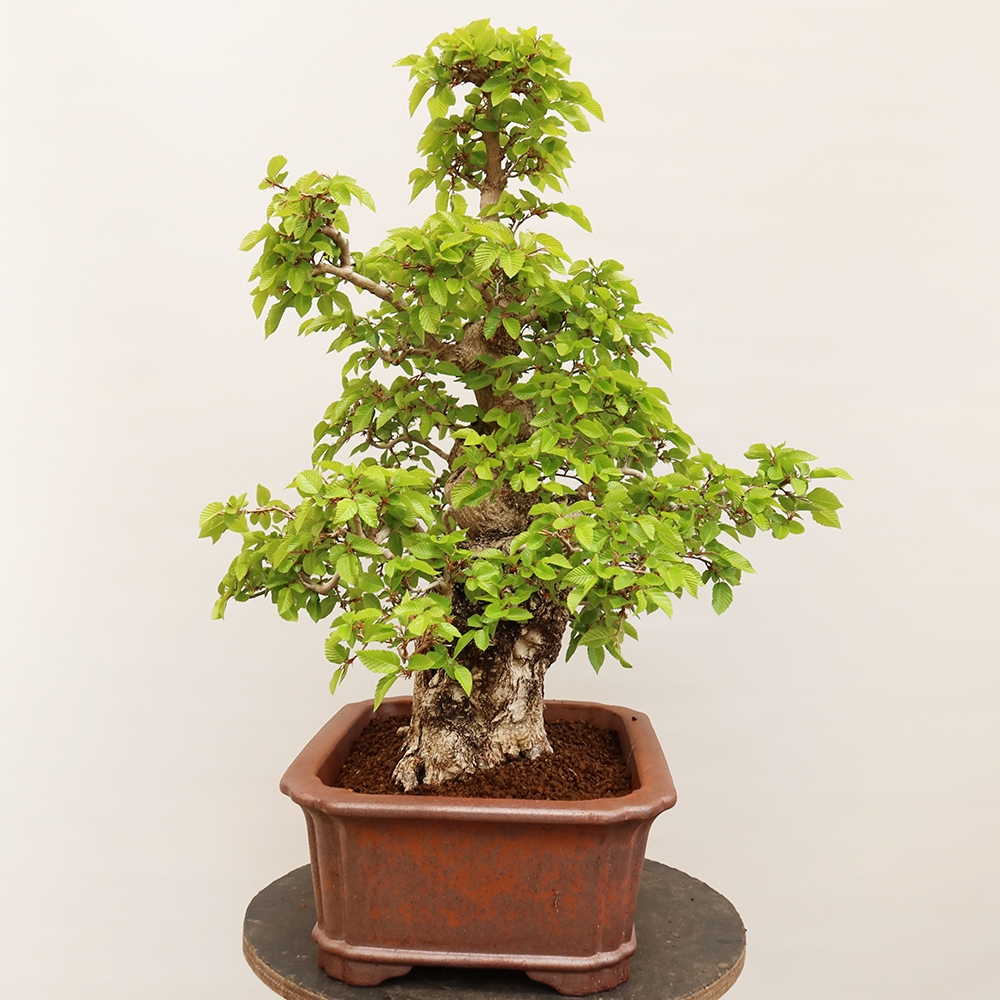 Venkovní bonsai -Carpinus Coreana - Habr korejský