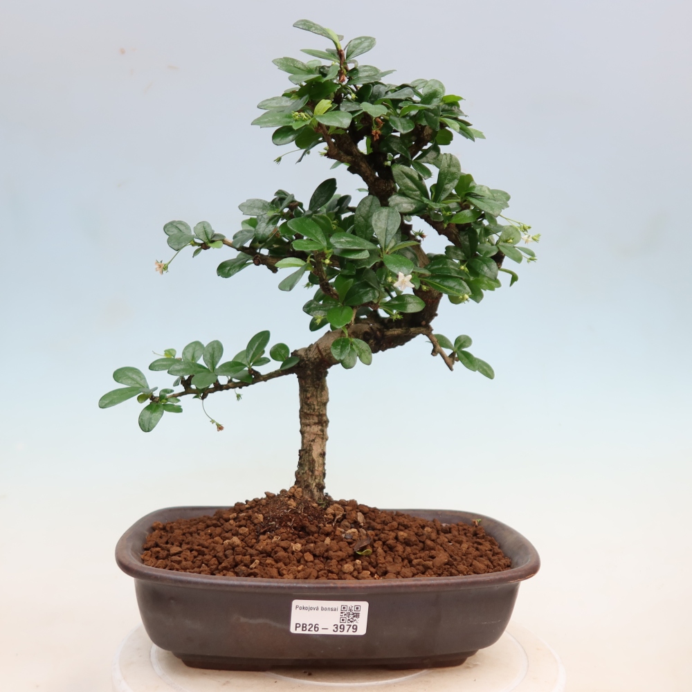 Pokojová bonsai - Carmona macrophylla - Čaj fuki