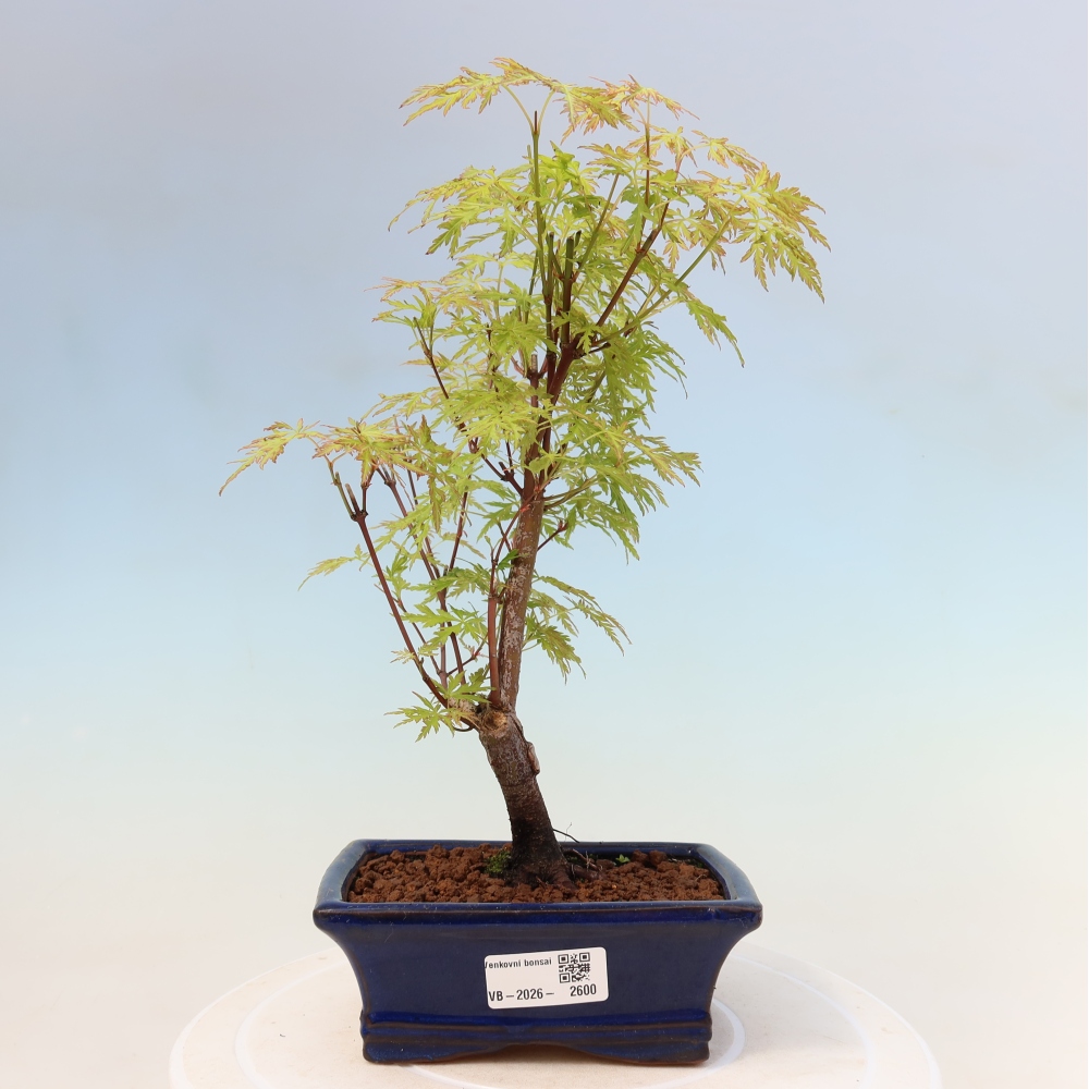 Venkovní bonsai - Acer palmatum Dissectum - Javor dlanitolistý 