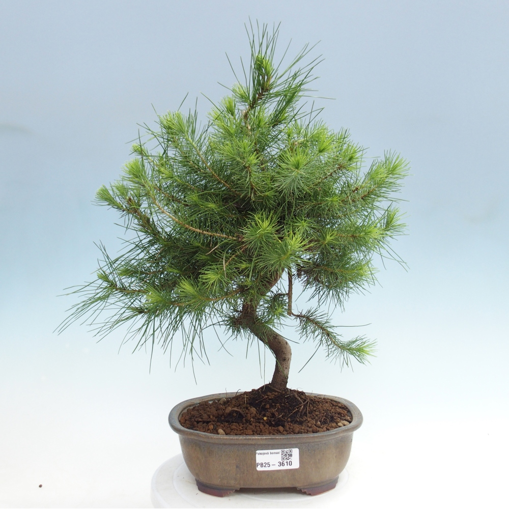 Pokojová bonsai-Pinus halepensis-Borovice alepská