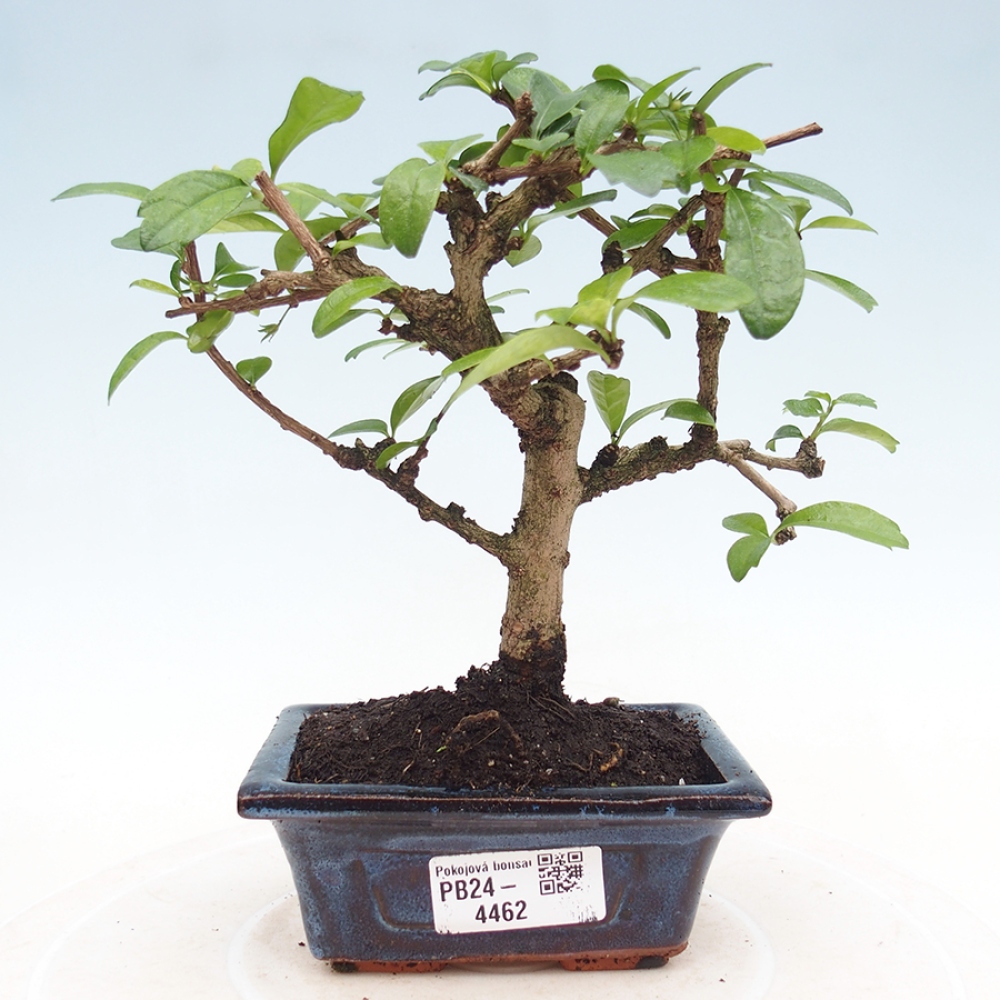 Pokojová bonsai - Carmona macrophylla - Čaj fuki